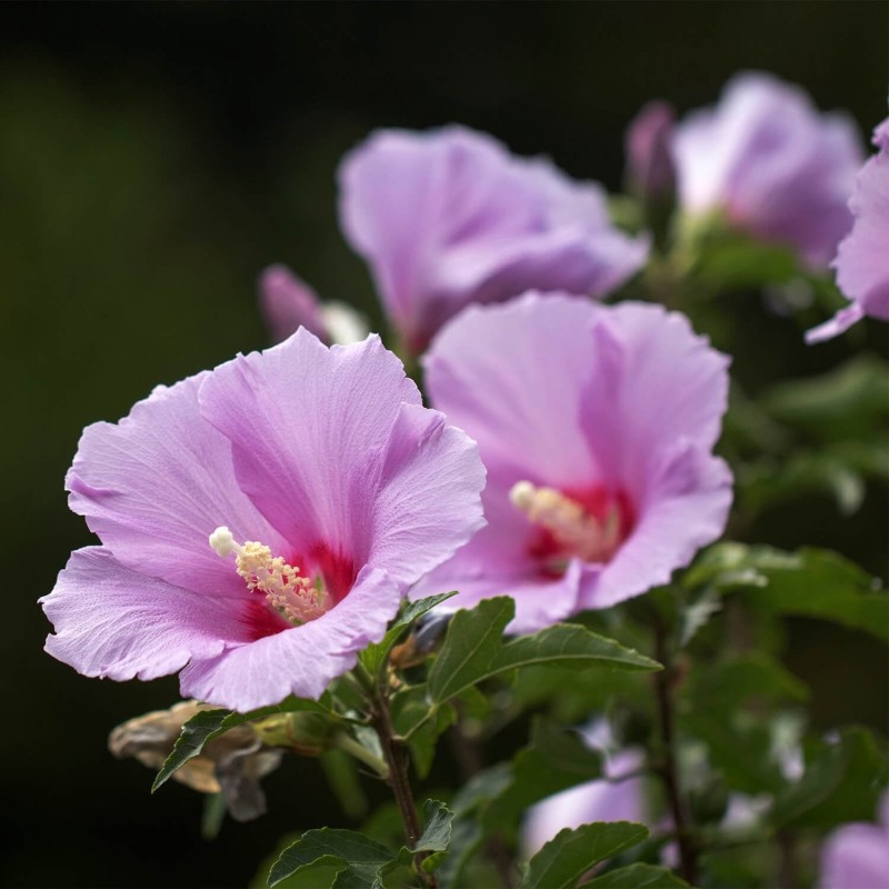 Ein Gedi Rose of Sharon Essence of Jerusalem Perfume